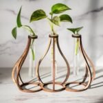 Money Plant