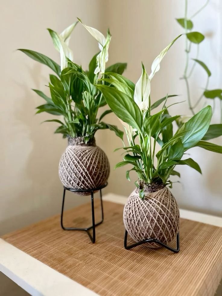 Peace Lily-Spathiphyllum