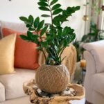 ZZ Plant Kokedama