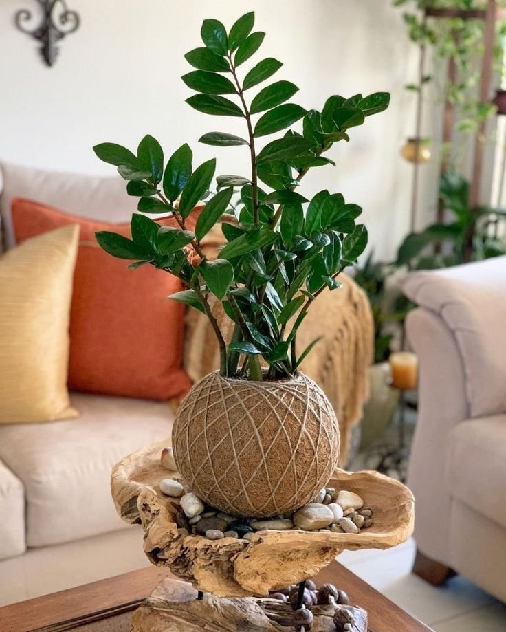 Zamioculcas zamiifolia Plant